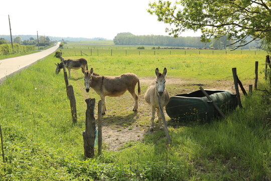 Two curious donkeys standing in a lush green pasture beside a quiet country road in Belgium