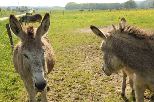 Two donkeys standing in a sunny green pasture during a bright spring day in the countryside