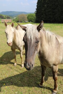 Two horses standing together in a sunny green pasture during a bright spring afternoon in Belgium