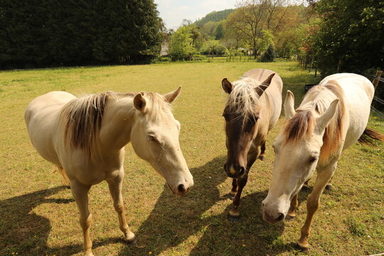 Three horses standing together in a sunny green pasture during a bright spring day in Belgium