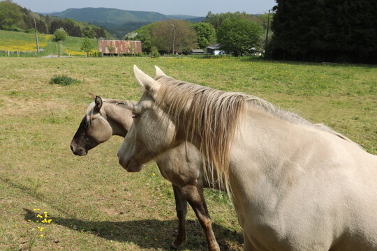 Two horses grazing peacefully in a lush green pasture during a sunny spring day in Belgium
