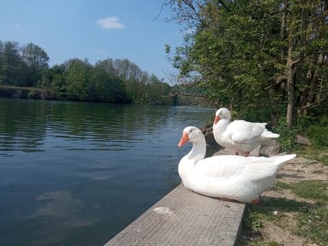 Two white geese resting peacefully on a stone dock beside a calm river in the Belgian countryside