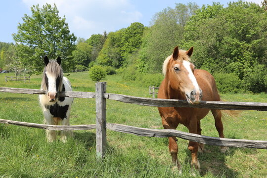 Two horses standing behind a rustic wooden fence in a lush green meadow during a sunny spring day