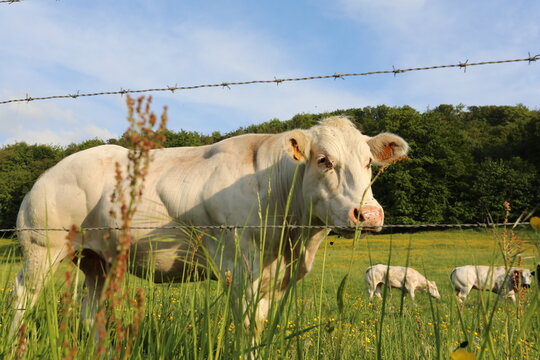 A white Belgian Blue cow grazing in a lush green pasture on a sunny day in the countryside