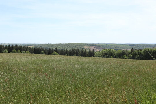 Expansive green meadow landscape with a dense forest line under a soft hazy spring sky in Belgium