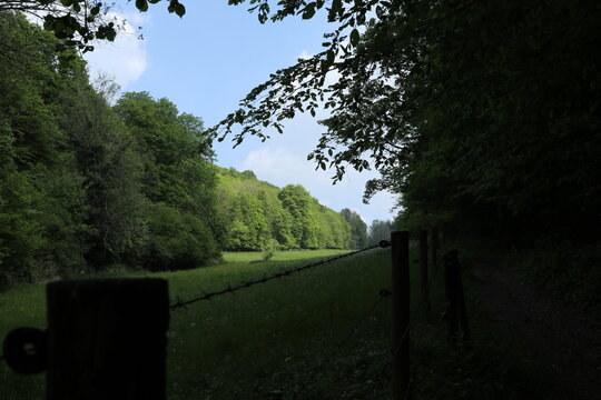 A rustic wooden fence with barbed wire bordering a lush green meadow near a dense forest edge