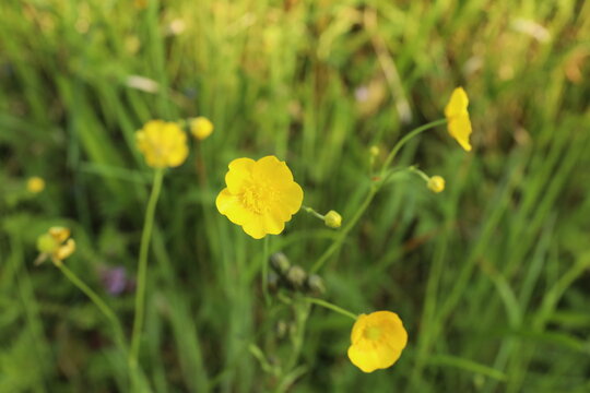 Bright yellow buttercup flowers blooming in a lush green meadow during a sunny spring afternoon