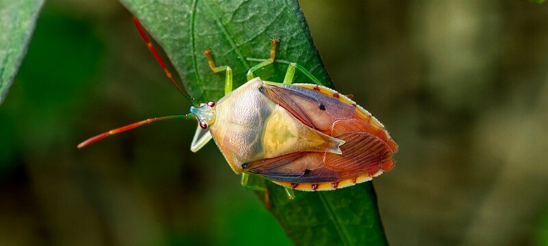An insect from the superfamily Pentatomoidea (stink bugs or shield bugs) perched upside down on a leaf, characterized by a shield-shaped body, a greenish head, reddish compound eyes, and long antennae