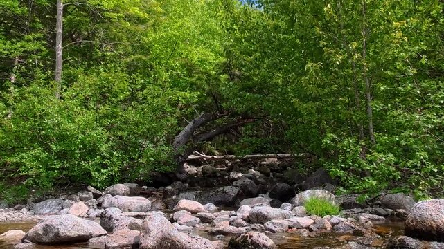 rocky stream flowing through lush forest in nova scotia