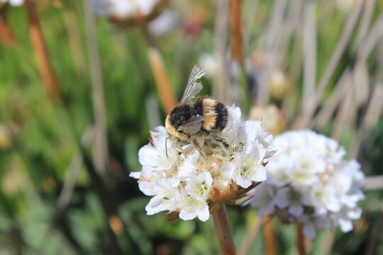 A fuzzy bumblebee collecting nectar from a delicate white wildflower in a sunny coastal meadow