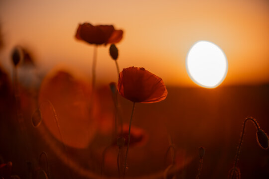 Red poppy flower blooms in field during sunset with glowing golden light