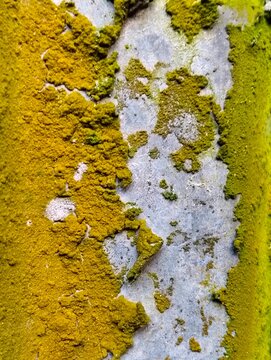 Golden green moss and lichen texture pattern on an old weathered surface background
