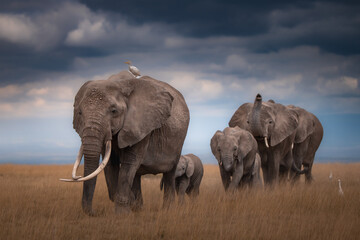 elephants in the savannah © JayantaGuha