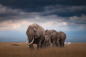 elephant in the savannah © JayantaGuha