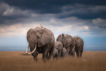 elephants in the savannah © JayantaGuha