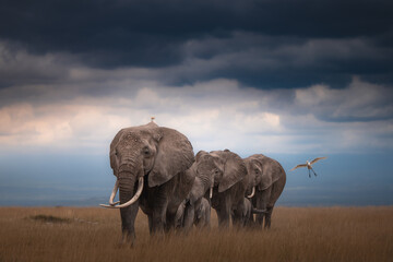 elephant in the savannah © JayantaGuha