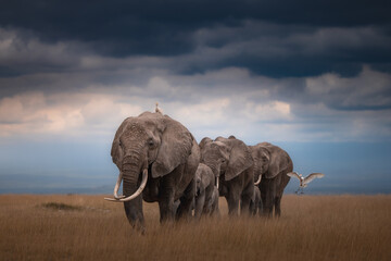 elephant in the savannah © JayantaGuha