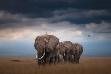 elephant in the savannah © JayantaGuha