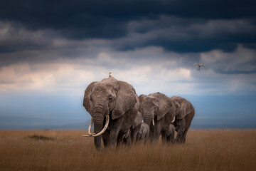 elephant in the wild © JayantaGuha