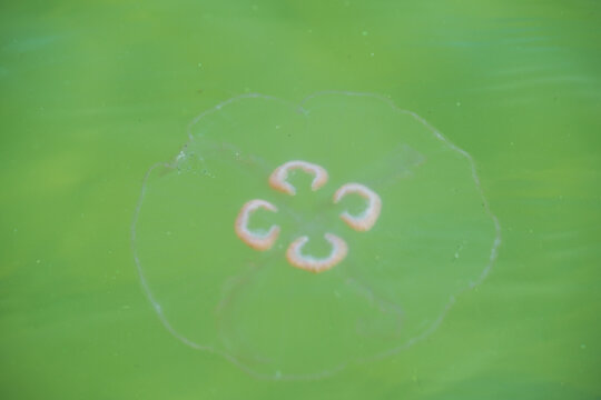 A jellyfish with big ears in the sea.
