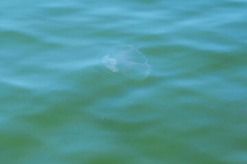 A jellyfish with big ears in the sea. © Violetta Korolkova 