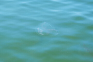 A jellyfish with big ears in the sea. © Violetta Korolkova 