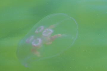 A jellyfish with big ears in the sea. © Violetta Korolkova 