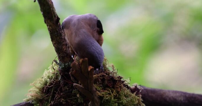 Bornean Treepie (Dendrocitta Cinerascen) known also endemic to Borneo Island with prey of beetle