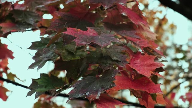 Autumn background, fall season. Wet red leaves on maple branch sway in wind during rainy weather.