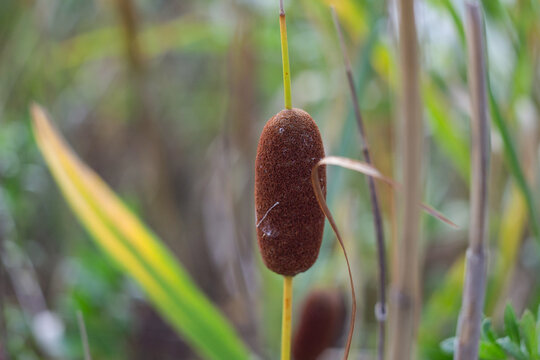 Brown cattail (Typha) standing upright among green and yellow leaves