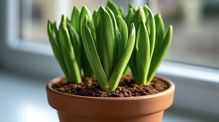 Fototapeta premium Young hyacinth plant with vibrant green shoots emerging from rich brown soil in a terracotta pot, thriving by a brightly lit window, symbolizing spring, new life, and home gardening