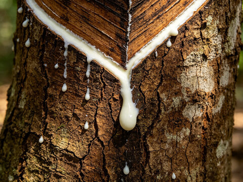 white rubber tree sap