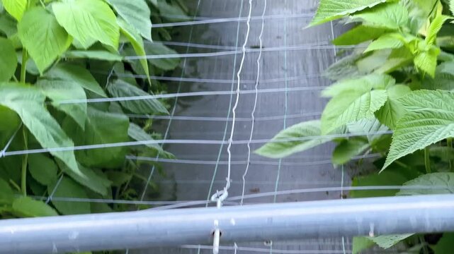 Lush raspberry bushes planted in straight commercial rows, cultivated with black weed barrier fabric and supported by a sturdy trellis pole system.