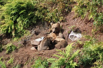 grizzly bear nursing 2 cubs in alaska hillside © Danielle
