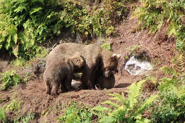 grizzly bear nursing 2 cubs in alaska hillside © Danielle