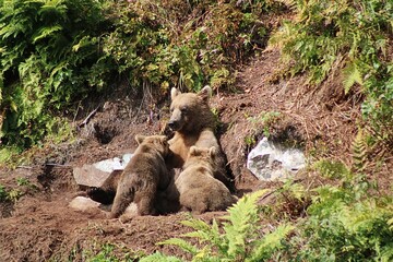 grizzly bear nursing 2 cubs in alaska hillside © Danielle