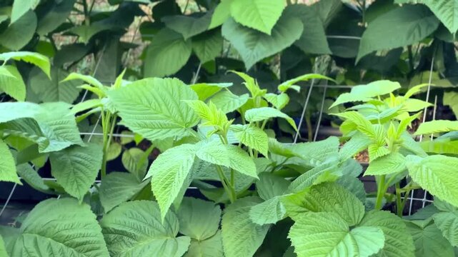 Healthy green raspberry plants with textured leaves wave in the wind while growing in rows supported by a trellis grid structure in an outdoor garden.