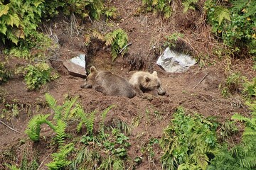 Grizzly bear cubs on a hillside in Alaska © Danielle