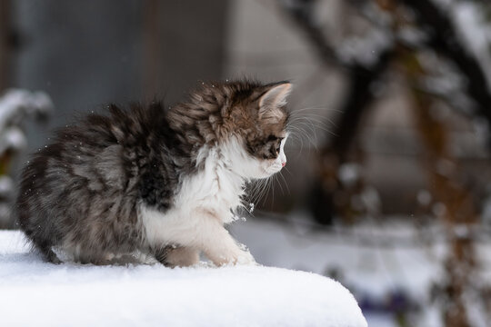 Fluffy kitten exploring fresh winter snow in a serene outdoor setting.