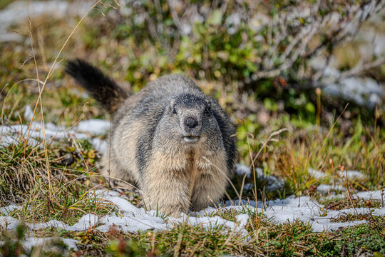 Marmots in the Austrian Alps
