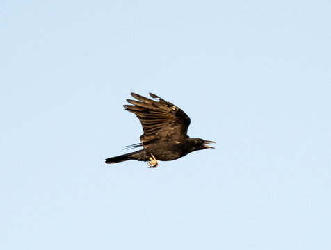 Grajo volando
