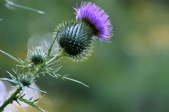 Close-up of blooming Cirsium vulgare, commonly known as spear thistle or common thistle.