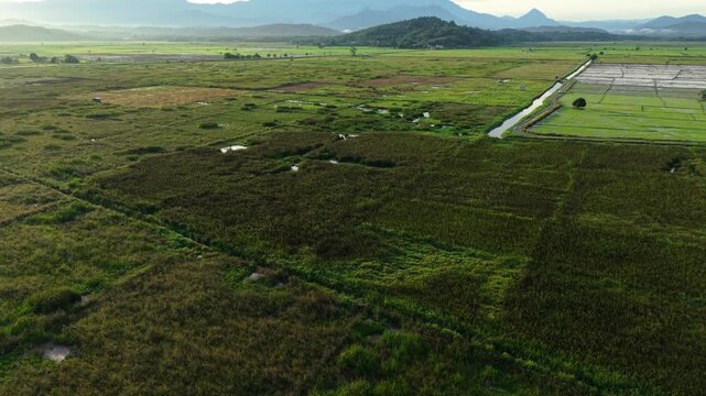 A breathtaking aerial view of lush paddy fields and rice paddies stretching across the Sabah countryside, with the iconic Mount Kinabalu rising majestically in the background at dawn.