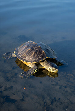 Biodiversity and wildlife conservation, freshwater turtle swimming in clear water with reflection, nature and environmental protection in natural habitat