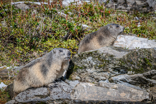 Marmots in the Austrian Alps