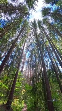Camera tilt up shot along forest path to tall pine tree canopy and blue sky on sunny day, tranquil woodland scenery, vertical video