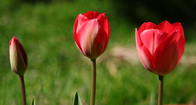 Zwei rote Tulpen aufgebl&uuml;ht und eine in Knospe
