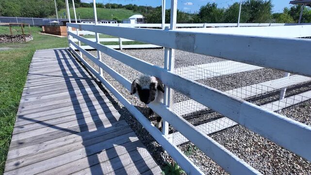 Curious Sheep Sticks Head Through Fence at Farm