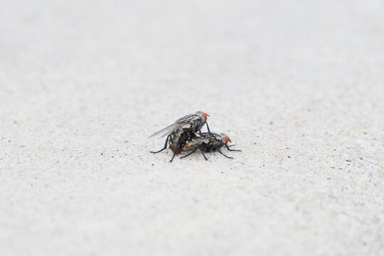 Two flies mating on pale sand in a macro wildlife view