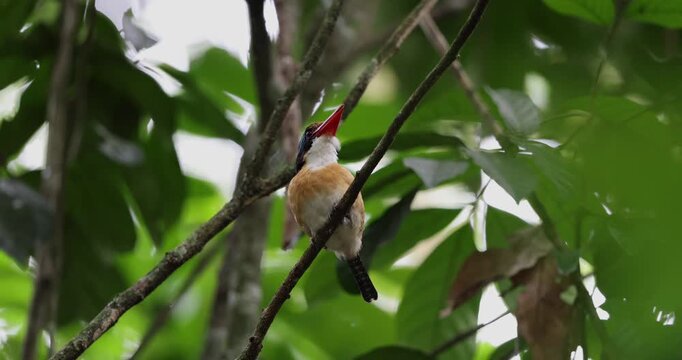 Banded kingfisher (Lacedo pulchella) perching on tree branch displaying its vibrant plumage while perched on a branch